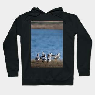 Quacking Currents Hoodie